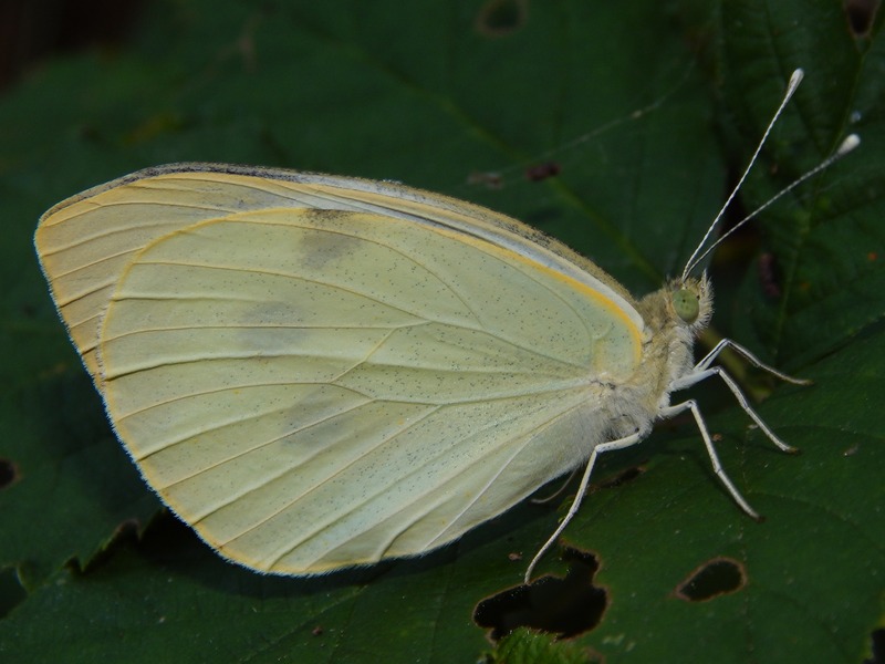 Pieris da ID